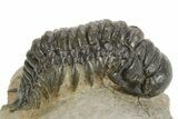 Detailed Crotalocephalina Trilobite - Atchana, Morocco #359549-1
